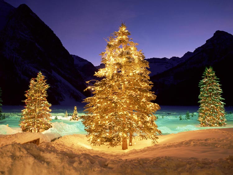 Immagini Albero di Natale: Alberi di Natale luminosi