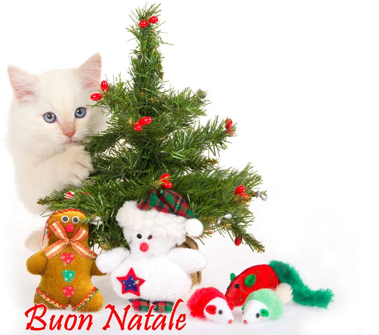 Immagini Albero di Natale: Albero di Natale con gattino