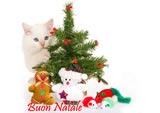 Albero di Natale con gattino