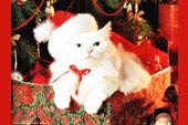 Immagine di Natale gatto