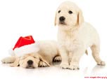 Immagine di Natale cagnolini