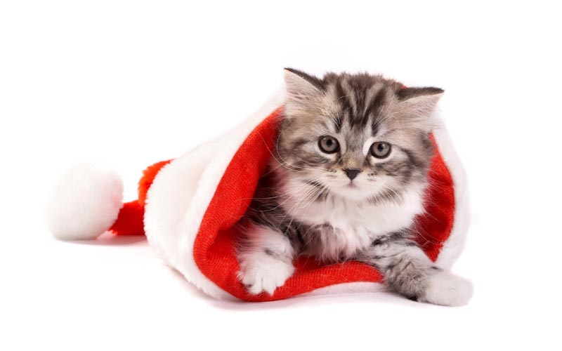 Immagini di Natale gattino